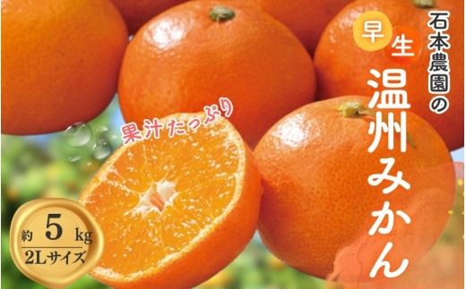 2Lサイズ 石本農園の早生温州みかん約5kg【11月下旬から12月末頃までに順次発送】 / みかん ミカン 蜜柑 温州【mis005A】