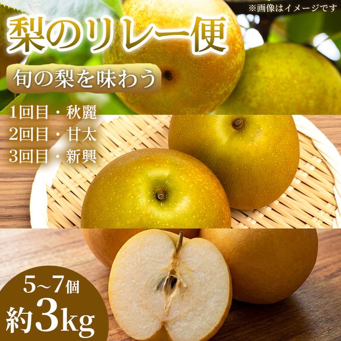 【旬の梨を味わう】熊本県産 リレー便(各5～7個 )(約3kg)(1回目)秋麗(2回目)甘太(3回目)新興 梨 フルーツ 詰め合わせ 食べ比べ 甘い 濃厚 農家直送 ギフト 贈答用 家庭用 お取り寄せ 熊本県