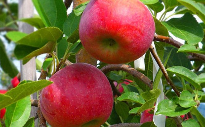 【2026年8月～発送】シナノリップ約5kg りんご 長野県産