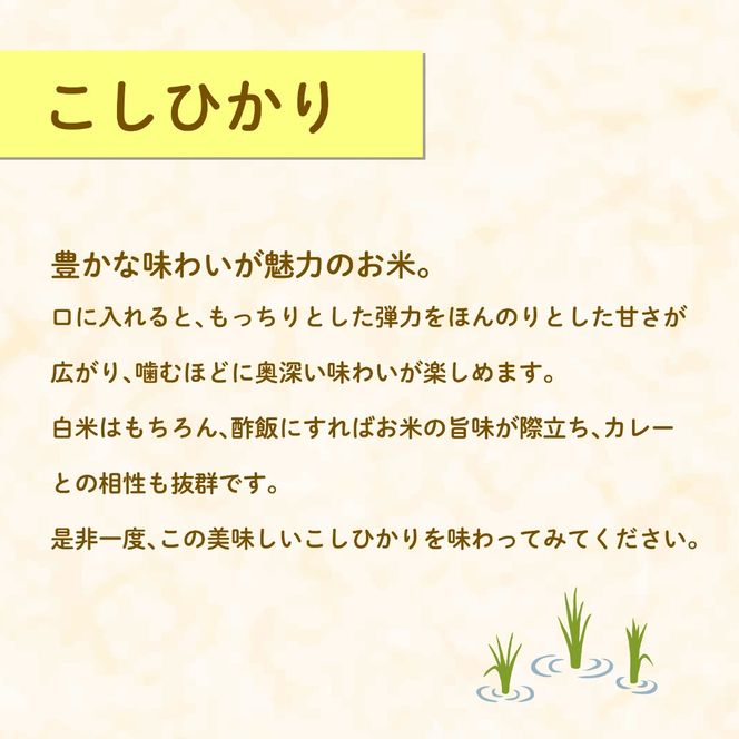 米 こしひかり 5kg 農家直送 特別栽培米 精米 コシヒカリ 令和7年度産 お米 新生活 贈り物 人気米 ご飯 白米 コメ 贈答 静岡県 藤枝市