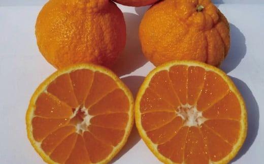 サイズ2L以上 ハウス不知火 3kg【2026年1月上旬から2月下旬に順次発送】 / 不知火 柑橘 みかん 蜜柑 ハウス 2L 3L【mok005A】