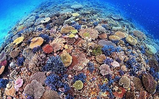 yꌧΊ_szVm[POp@Ί_̃}^ETSEE~Kɉɍs YD-3-1