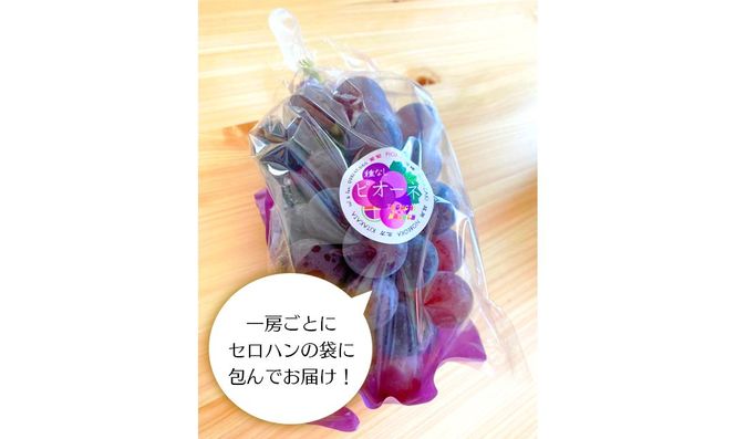 【田口ファミリーファーム】旬のぶどう(4房~8房) N053-YZD0143