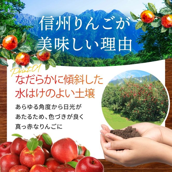 りんご 先行予約 伊那市田原産 リンゴ サンふじ 訳あり 約10kg 2026年11月中旬～発送｜りんご サンふじ 甘い 訳あり品 美味しい フルーツ 田原 伊那 伊那産 長野県 ふるさと納税【017-24】