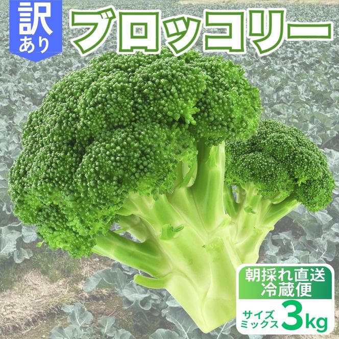 訳あり ブロッコリー 約3kg サイズミックス 朝採れ 当日 発送 新鮮 採れたて 産地直送 農家直送 国産 野菜 シャキシャキ 食感 茎 まで 甘い 栄養満点 ご家庭用 サラダ スープ お弁当 彩り野菜 旬 の 味覚 離乳食 食事管理中 に おすすめ 緑黄色野菜 冷凍 保存 可能 ストック 便利 人気 期間限定 旬 の 味覚 食卓 へ 愛媛県 愛南町 愛なんよ