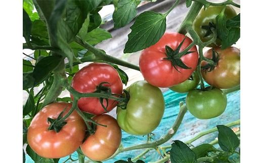 トマト「プリマドンナ」・「桃太郎」・「かれん」ギュッと美味しさ詰まったトマト 2kg 箱入り ※離島への配送不可 ※2026年2月～4月下旬頃に順次発送予定