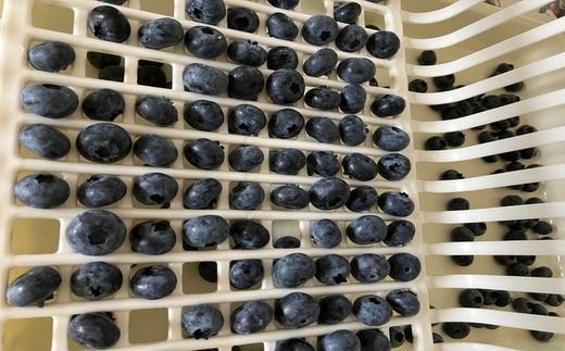 【先行予約30セット限定】大粒完熟ブルーベリー2種セレクト食べ比べセット ※2026年7月～8月中旬頃次発送予定 ※離島への配送不可