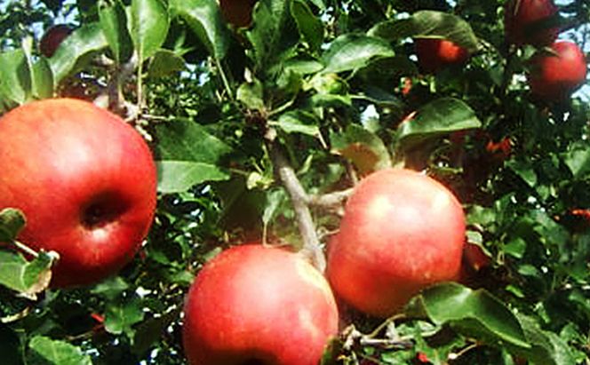 【2026年10月発送】 シナノスイート約3kg 7～9玉 りんご 長野県産