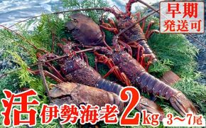 【天然】活伊勢海老２ｋｇ 伊勢海老 伊勢エビ 伊勢 海老 エビ イセエビ 生きたまま 海鮮 お祝い ギフト 魚介 刺身 キャンプ BBQ 鮮魚 人気