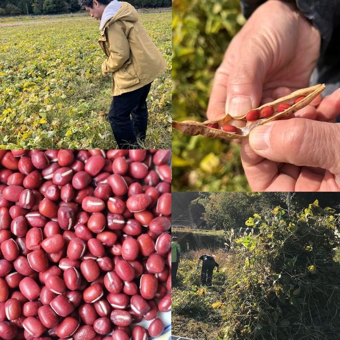 【緑のゆうき】売上の1％を子どもたちの応援に《プレゼント付き／合計3袋》京都産大納言あずき茶 2袋＋1袋プレゼント［ 京都 野菜 小豆 あずき お茶 人気 おすすめ ノンカフェイン 無香料 無着色 お取り寄せ 通販 送料無料 ふるさと納税 ］ 261009_B-KS23