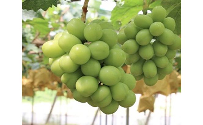 ぶどう 早期受付 極上追熟 シャイン マスカット 1房 650g以上 「光明」桐箱入り ブドウ 葡萄  岡山県産 国産 フルーツ 果物 ギフト 桃茂実苑 果物類 