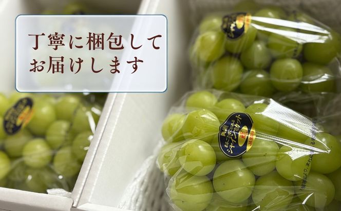 【先行受付】 シャインマスカット1kg | 岡山県産 シャインマスカット ぶどう 葡萄 甘い ジューシー フルーツ 果物 国産フルーツ 旬の果物 お取り寄せ 産地直送 人気 数量限定 先行予約 マスカット