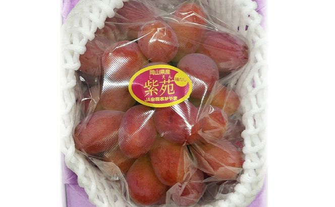 ぶどう 2026年 先行予約 紫苑 1房(700g以上) 化粧箱入り ブドウ 葡萄 岡山県産 国産 フルーツ 果物 ギフト