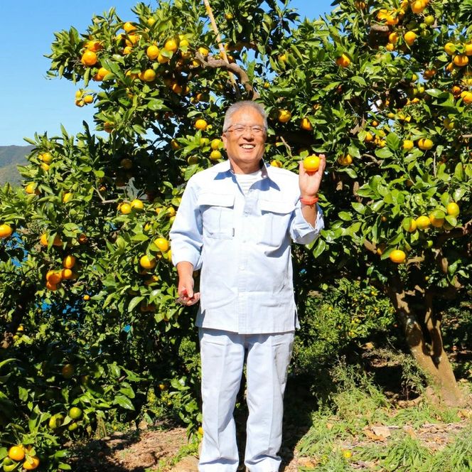 数量限定 愛媛みかん 5kg 10000円 温州みかん こたつ みかん mikan 蜜柑 ミカン 国産 期間限定 特産品 ギフト プレゼント お歳暮 産地直送 農家直送 人気 限定 甘い フルーツ 果物 柑橘 おいしい 小玉 含む おいしい 岡平農園 愛南町 愛媛県