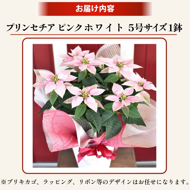 プリンセチア ピンクホワイト（観葉植物 植物 5号鉢 贈答 贈り物 プレゼント ギフト）