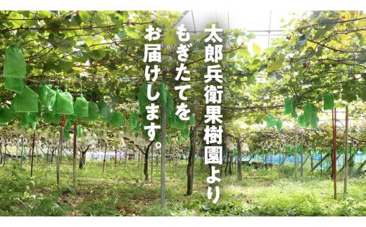 旬のぶどう詰合せ 色とりどりの種類おまかせ 約2kg(3～6房) (石岡市 共通返礼品)  ぶどう シャインマスカット 巨峰 詰め合わせ 果物 フルーツ 旬 人気 産直 採れたて 新鮮 秋 国産 【 2026年9月中旬から発送開始 】