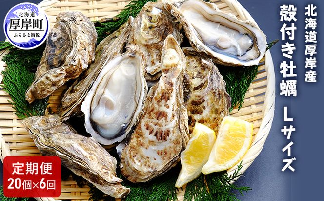 6ヶ月 定期便 厚岸産 殻付き 牡蠣 Ｌサイズ 20個入 (各回20個×6ヶ月分,合計120個) カキナイフ付き 加熱容器付き 魚貝類 生牡蠣 かき 殻付き牡蠣 マルえもん 6カ月 6回 半年 
