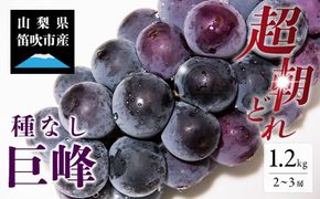 ＜25年発送先行予約＞ 巨峰 2～3房 約1.2kg 154-026