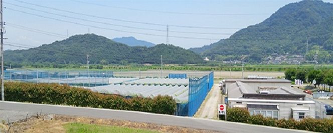 【2026年先行予約】 ぶどう 岡山県産 たたらみねらる アンサンブルカップ( シャインマスカット ・ ほほえみ ・ ニューピオーネ )3カップ入 900g以上《2026年8月下旬-10月上旬出荷》 岡山 里庄町