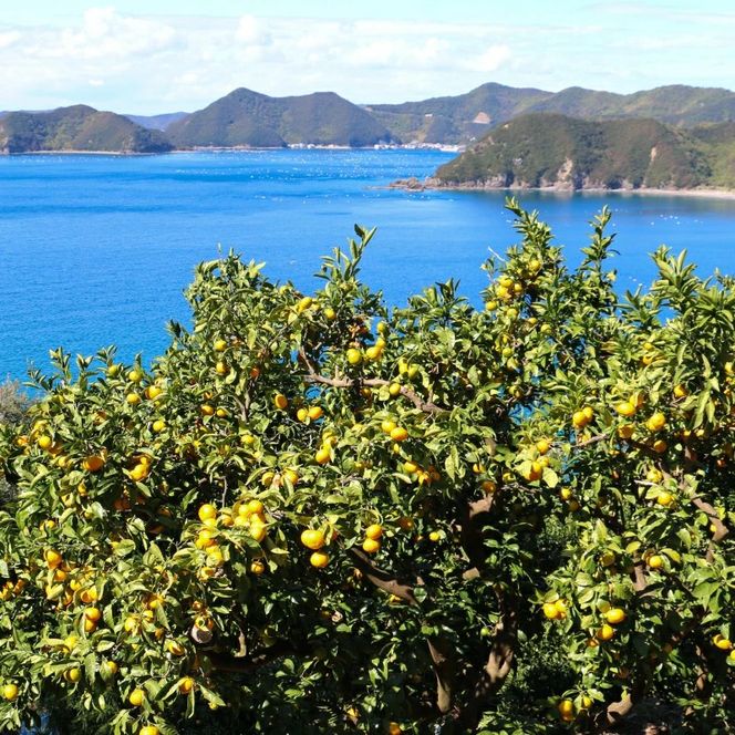数量限定 愛媛みかん 5kg 10000円 温州みかん こたつ みかん mikan 蜜柑 ミカン 国産 期間限定 特産品 ギフト プレゼント お歳暮 産地直送 農家直送 人気 限定 甘い フルーツ 果物 柑橘 おいしい 小玉 含む おいしい 岡平農園 愛南町 愛媛県