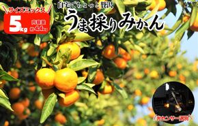 みかん うま採り 箱込約 5kg（内容量4.4kg） 光センサー選別 みかんの会厳選 サイズミックス 和歌山県産 産地直送 【みかんの会】［2025年11月中旬より2026年1月中旬頃順次出荷予定］  AX424