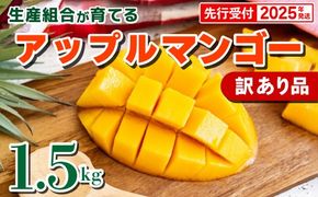 【先行受付】【2025年発送・訳あり品】生産組合が育てるアップルマンゴー約1.5kg