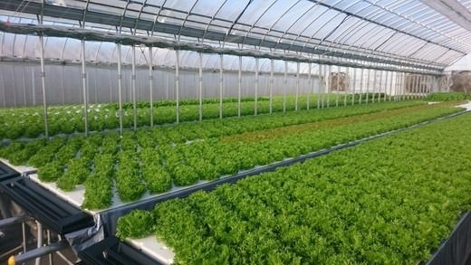 野菜 詰め合わせ リーフレタス サラダ 7種 京都 丹波産 新鮮 旬の葉物野菜セット 小島農園《農薬不使用 京野菜 亀岡産 季節の野菜 産地直送 期間限定 ふるさと納税野菜》