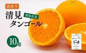 【先行予約】Saito Orange Farmの訳あり清見タンゴール10kg ｜ 柑橘 みかん ミカン フルーツ 果物 愛媛　※離島への配送不可　※2025年3月下旬頃より順次発送予定