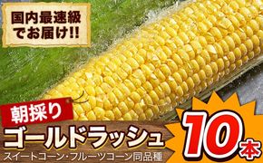 日本最速級出荷 朝採り ゴールドラッシュ 10本入り 3L-Lサイズ 《6月上旬- 6月末頃出荷》 熊本県 大津町 スイートコーン フルーツコーン とうもろこし トウモロコシ---oz_cgrdr_ac6_r7_11000_10p---