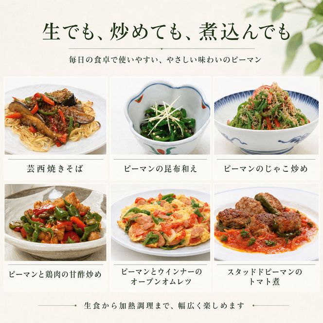 訳ありピーマン 1kg P.SUKE（ピースケ）野菜 新鮮 みずみずしい 肉厚 料理 サラダ スティック野菜 野菜炒め 肉詰め 青椒肉絲 高知県 芸西村