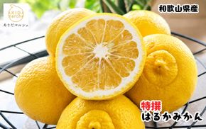 【先行予約】【人気柑橘】 特撰 はるかみかん 約3kg+200g(傷み補償分) ※2027年1月下旬～3月下旬に順次発送【ard249A】