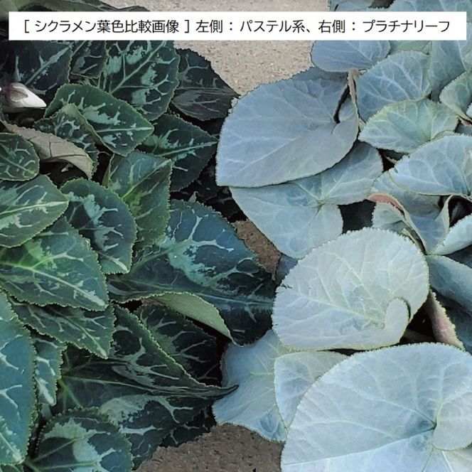 【先行予約】【長谷川園芸】オリジナル品種 シクラメン プラチナリーフ 6寸 バイオレット 【冬のギフト  フラワーギフト クリスマス 鉢花】(AT108)