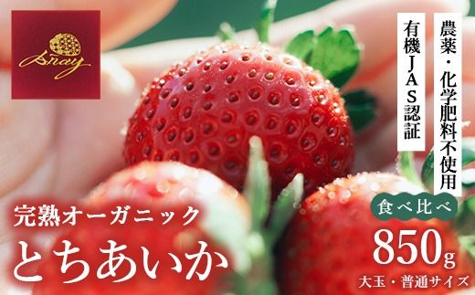 完熟オーガニックとちあいか 大玉・普通サイズ食べ比べ ※2026年12月～発送