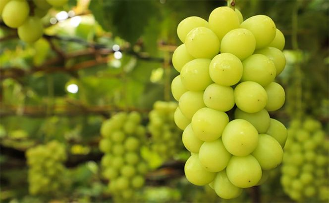 フルーツ 定期便 【2026年 先行予約】 晴れの国 旬の 果物 3回お届け便 岡山 白桃 2kg(5玉～7玉) ニュー ピオーネ 4房2kg以上  シャインマスカット 4房(2.4kg以上) 岡山県産 国産 セット ギフト