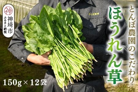 ほうれん草 約1.8kg（150g x 12袋）【ハウス栽培 産地直送 クール便 佐賀県脊振山麓産】(H091114)