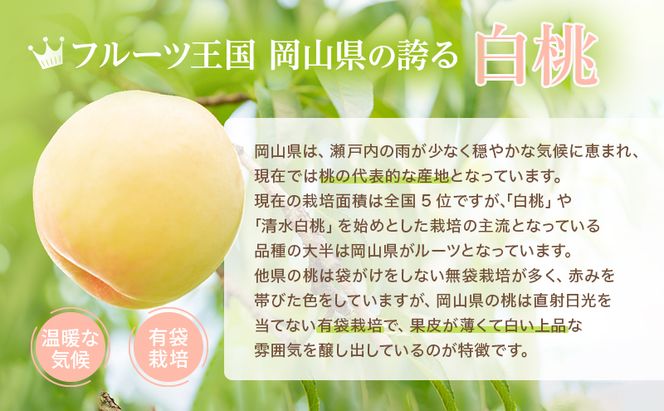 桃 2026年 先行予約 岡山 白桃 ロイヤル 4～6玉 約1kg JA おかやま のもも（早生種・中生種） もも モモ 岡山県産 国産 フルーツ 果物 ギフト 甘い 美味しい 産地直送 贈り物 高糖度 