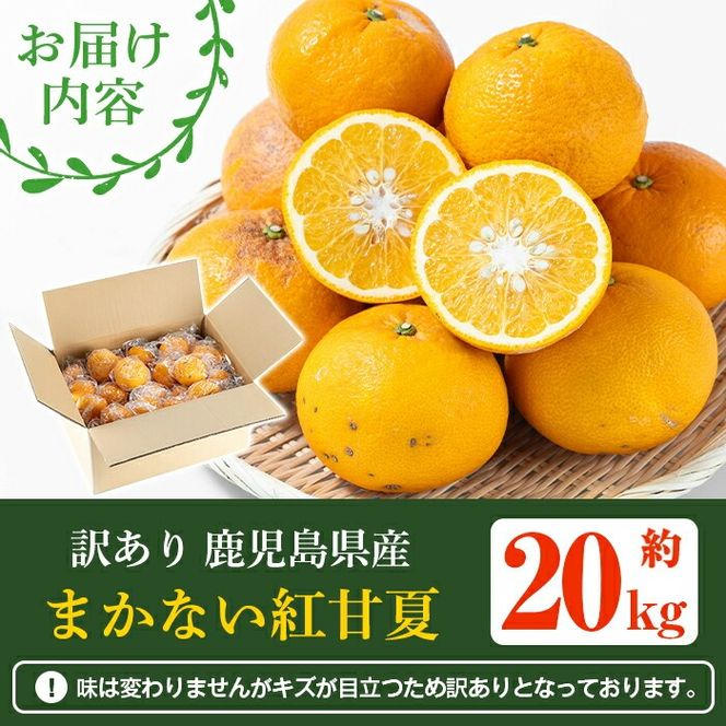 訳あり！鹿児島県産まかない紅甘夏(約20kg) 国産 鹿児島産 柑橘 訳アリ 果物 フルーツ 旬 常温保存 紅甘夏 ベニアマナツ 数量限定 期間限定 規格外 デザート 阿久根市産【三笠農業生産】akn051-05