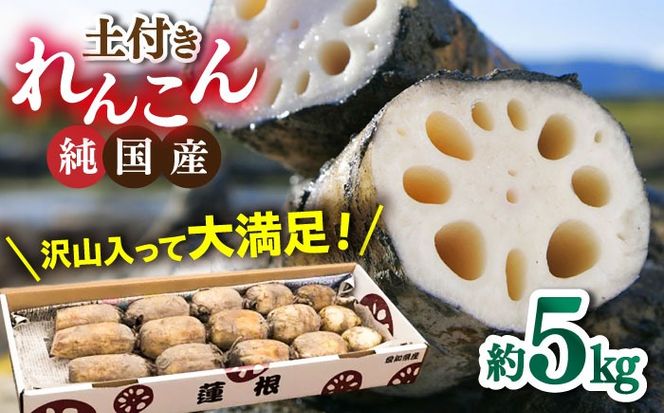 【先行予約】産地直送！土付き蓮根（5kg）【清水食品株式会社】れんこん レンコン 愛知県産 野菜 産地直送 愛西市/ 清水食品株式会社[AEAJ002]