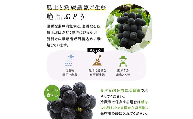 ぶどう 2026年 先行予約 ぼっけえ大粒ニューピオーネ1房(800g以上) 化粧箱入り ブドウ 葡萄 岡山県産 国産 フルーツ 果物 ギフト 