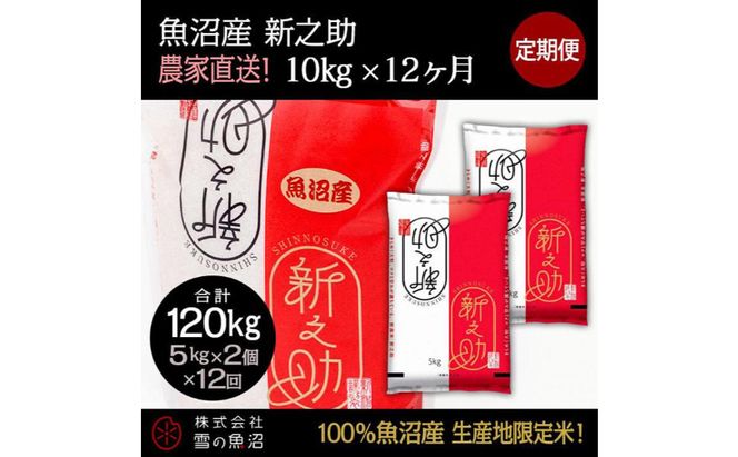 米 定期便 12ヶ月 新之助 10kg 精米 白米 お米 新潟米新之助  新潟米 新潟 十日町市 定期 12回