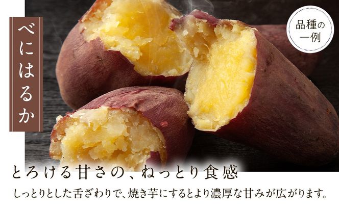 さつまいも の 食べ比べ 3品種（3kg）【2026年10月から発送開始】 （茨城県共通返礼品 [さつまいも]：行方市産） 生芋 芋 いも 野菜 べにはるか 紅あずま シルクスイート 紫芋 [BI415-NT]