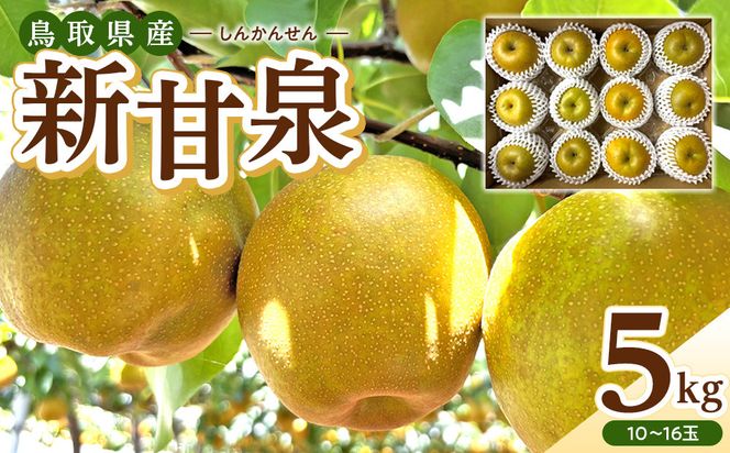 1121．【2026年度発送先行予約】数量限定　新甘泉　5kg 313726_CS001