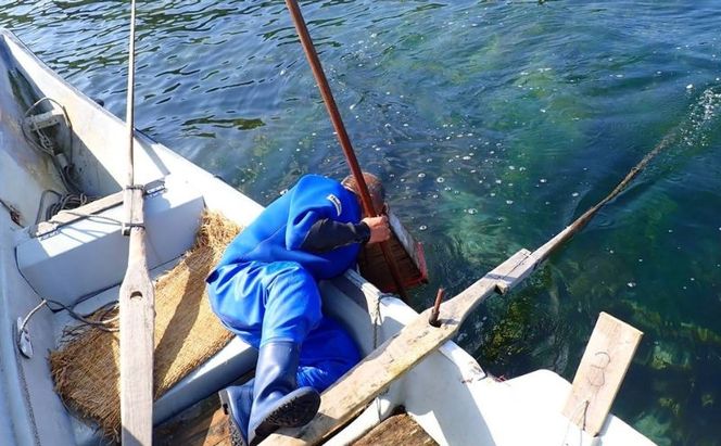 北海道 礼文島産 天然 天日干しわかめ 80g×2袋［れぶんちゅら工房］【 ワカメ 海藻 磯の香り 肉厚 味噌汁 サラダ 酢の物 健康 】