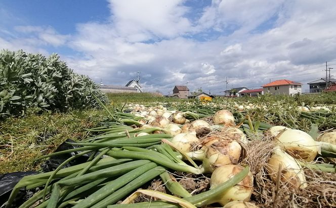 【淡路島のあま～い新玉ねぎ】淡路島ファーム太陽と海 から期間限定でお届け 2kg 【発送時期2026年3月中旬～5月中旬頃】 