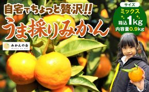 みかん うま採り 箱込約 1kg（内容量0.9kg） 光センサー選別 みかんの会厳選 サイズミックス 和歌山県産 産地直送 【みかんの会】［2026年11月中旬より順次出荷予定］AX422