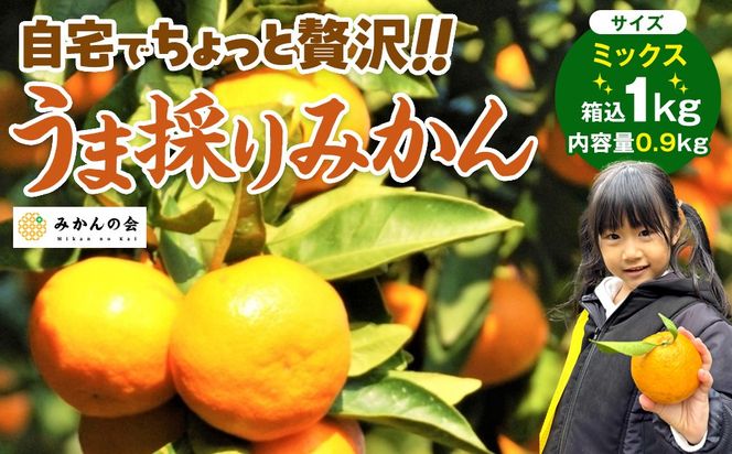 みかん うま採り 箱込約 1kg（内容量0.9kg） 光センサー選別 みかんの会厳選 サイズミックス 和歌山県産 産地直送 【みかんの会】［2026年11月中旬より順次出荷予定］AX422