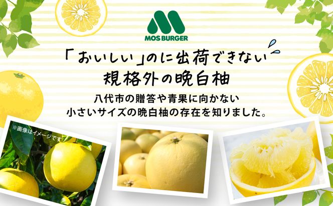 くまモンのシャーベット 世界一大きな柑橘(ザボン類) 熊本県産 晩白柚 使用 アイス 氷菓子 果汁 果物 熊本 八代 国産 スイーツ くまモン