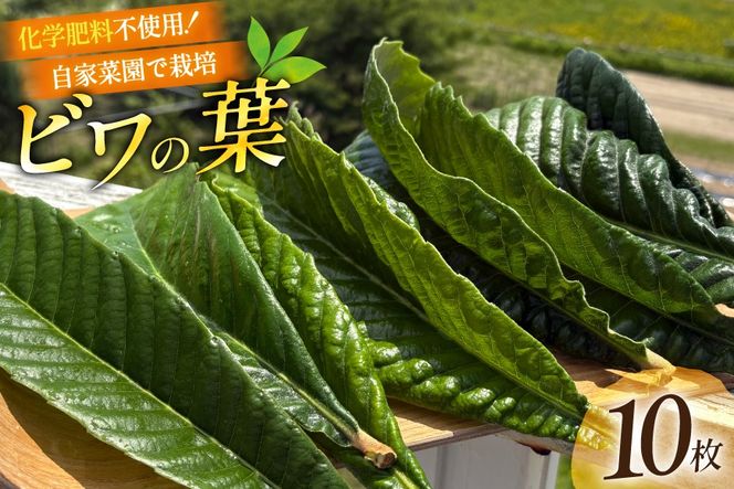 ビワの葉 10枚 100g以上 [海洋館 宮城県 気仙沼市 20565792] 葉 ビワ びわ 葉っぱ