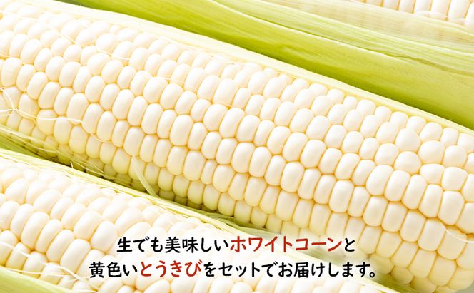 【2026年夏発送】 とうもろこし 食べ比べ 富良野産とうもろこし 黄6本・白6本セット 北海道 富良野 ふらの コーン とうきび トウモロコシ ホワイトコーン 野菜 甘い