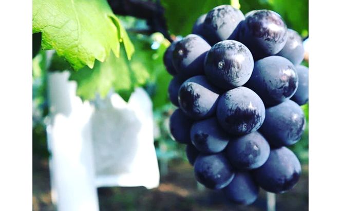 ぶどう ニュー ピオーネ 2kg  3房～4房 1房 約500g～600g 葡萄 フルーツ 岡山 高梁市産 赤迫農園 2026年 先行予約